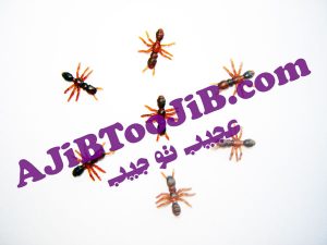 Jelly animals disgusting