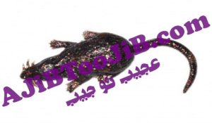 Jelly animals disgusting