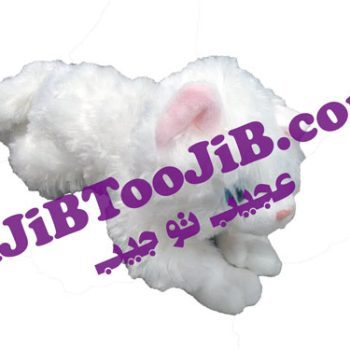 Musical White Cat Cats