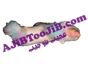 Pony Little Horny Dream