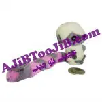 جاسوئیچی راکن های بامزه دم دراز