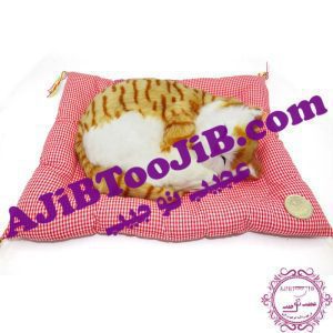 sleeping cat on pillow large