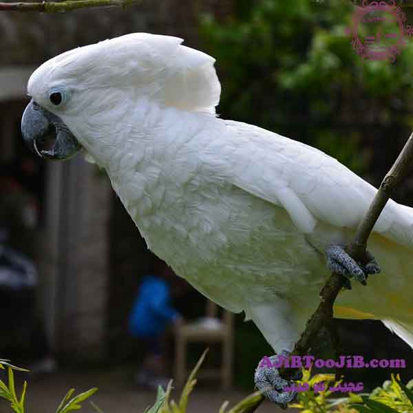 طوطی کاکادویی؛ از زیباترین پرندگان در جهان